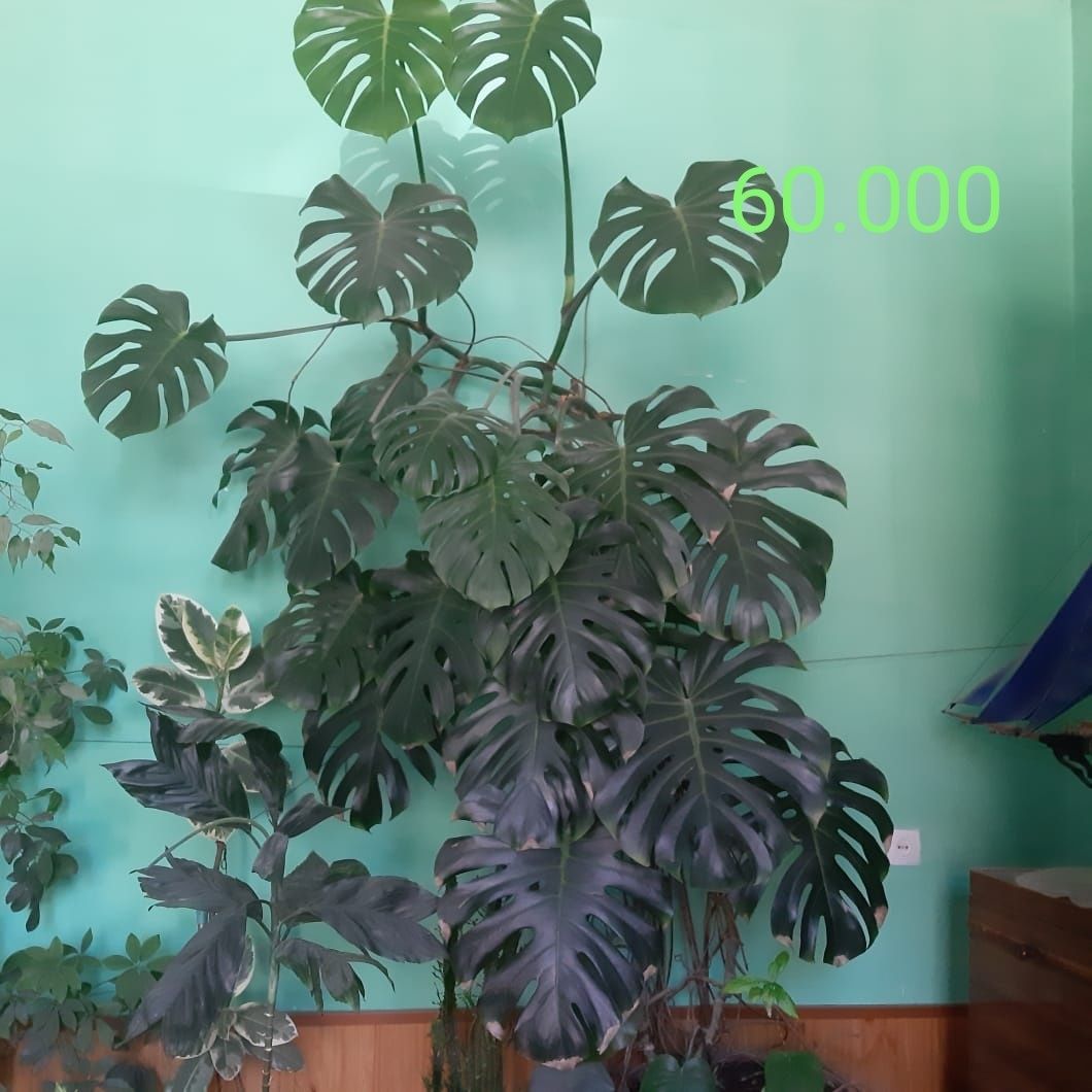 Продам комнатные цветы