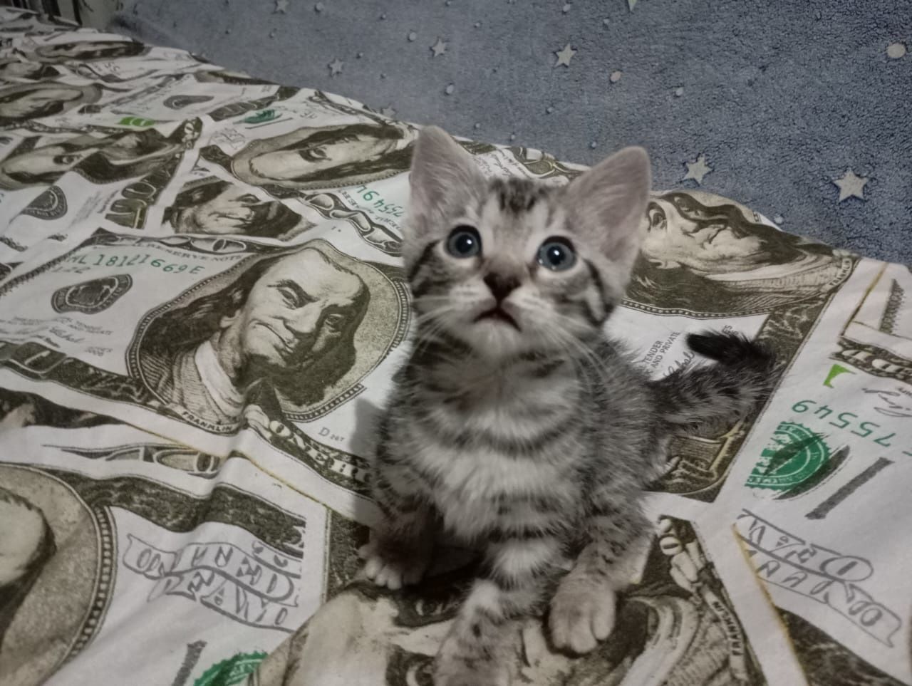Продам бенгальских котят