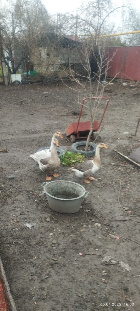 Продам 3 гусей. .