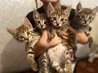 Котята ищут свой дом.Отдам котят в добрые руки.3 мальчика 1 девочка