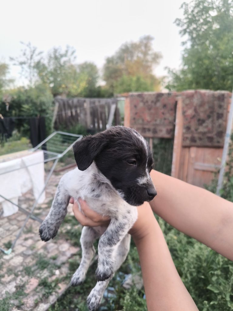Дарю щенят в хорошие руки