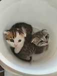 Котята,вислоухие