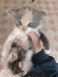 Продам котят в хорошие руки