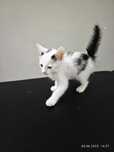 Котёнок кошка кот котята кошки