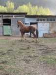 Жеребчик полторашка