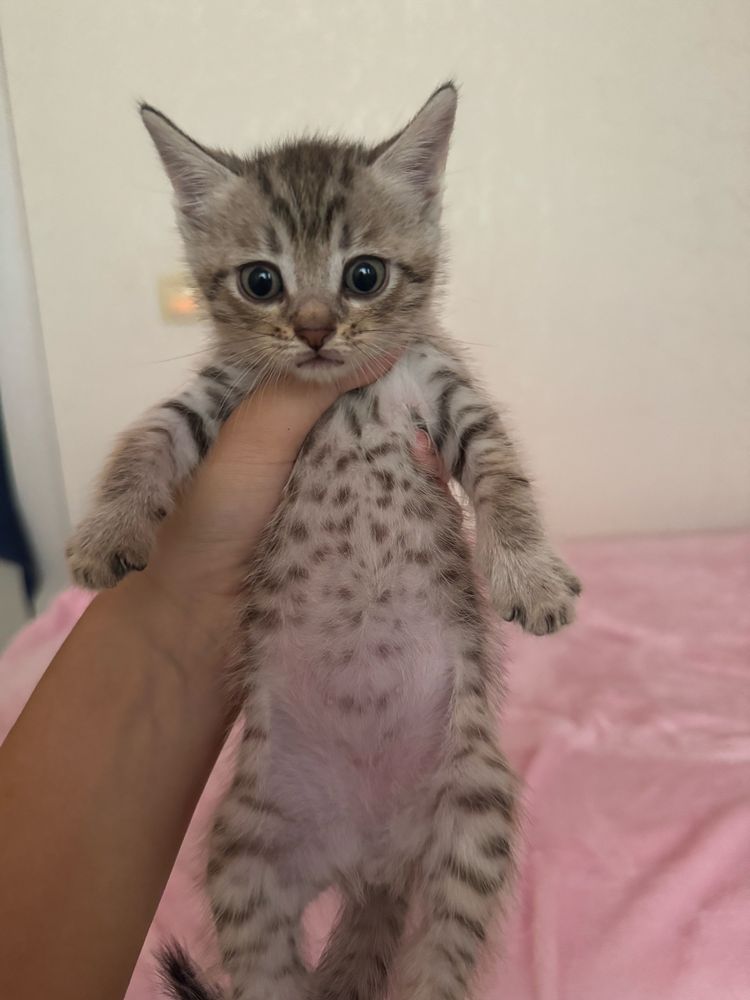 котята 6 - 500тг
