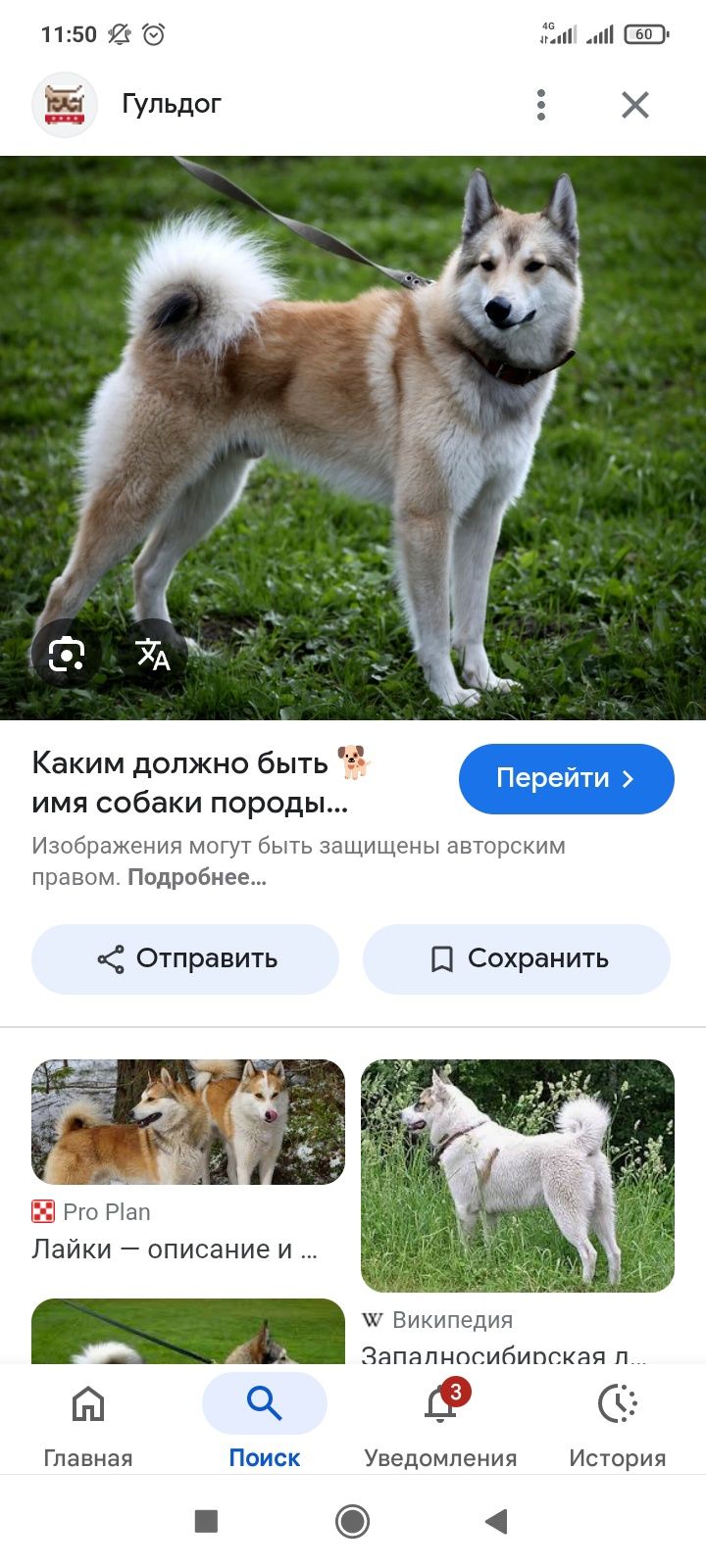 Отдам бесплатно лайку девочка 3 года