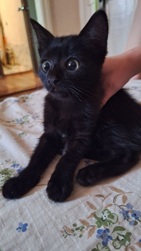 Отдам котёнка в добрые руки
