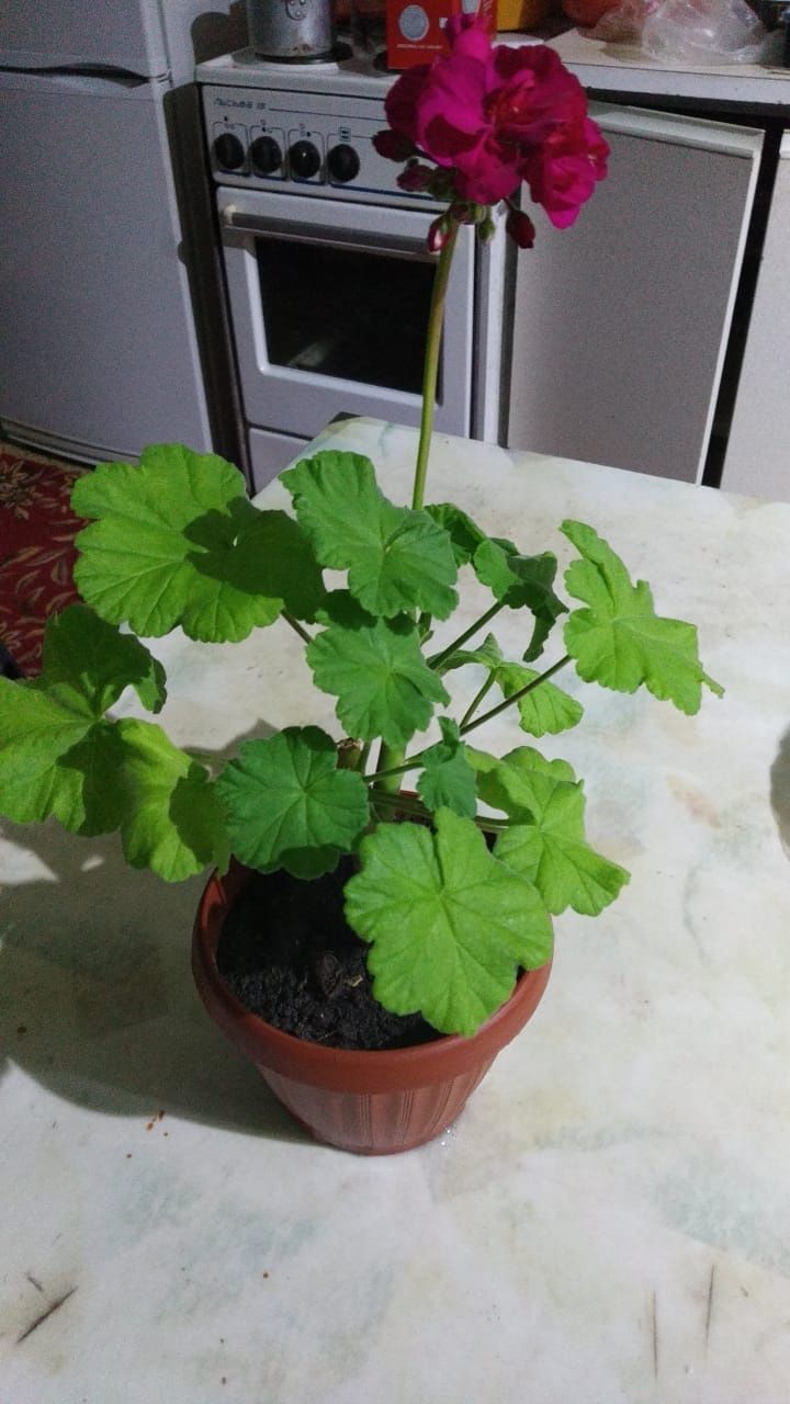 Продам герань,  толстянка,