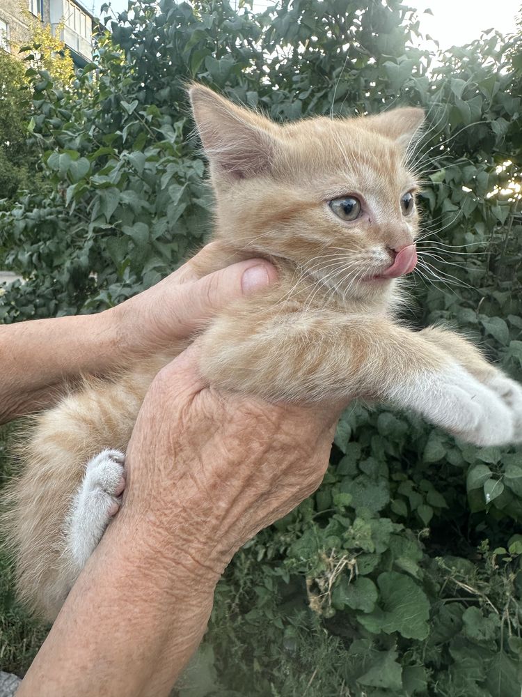 Котенок мальчик рыжий!