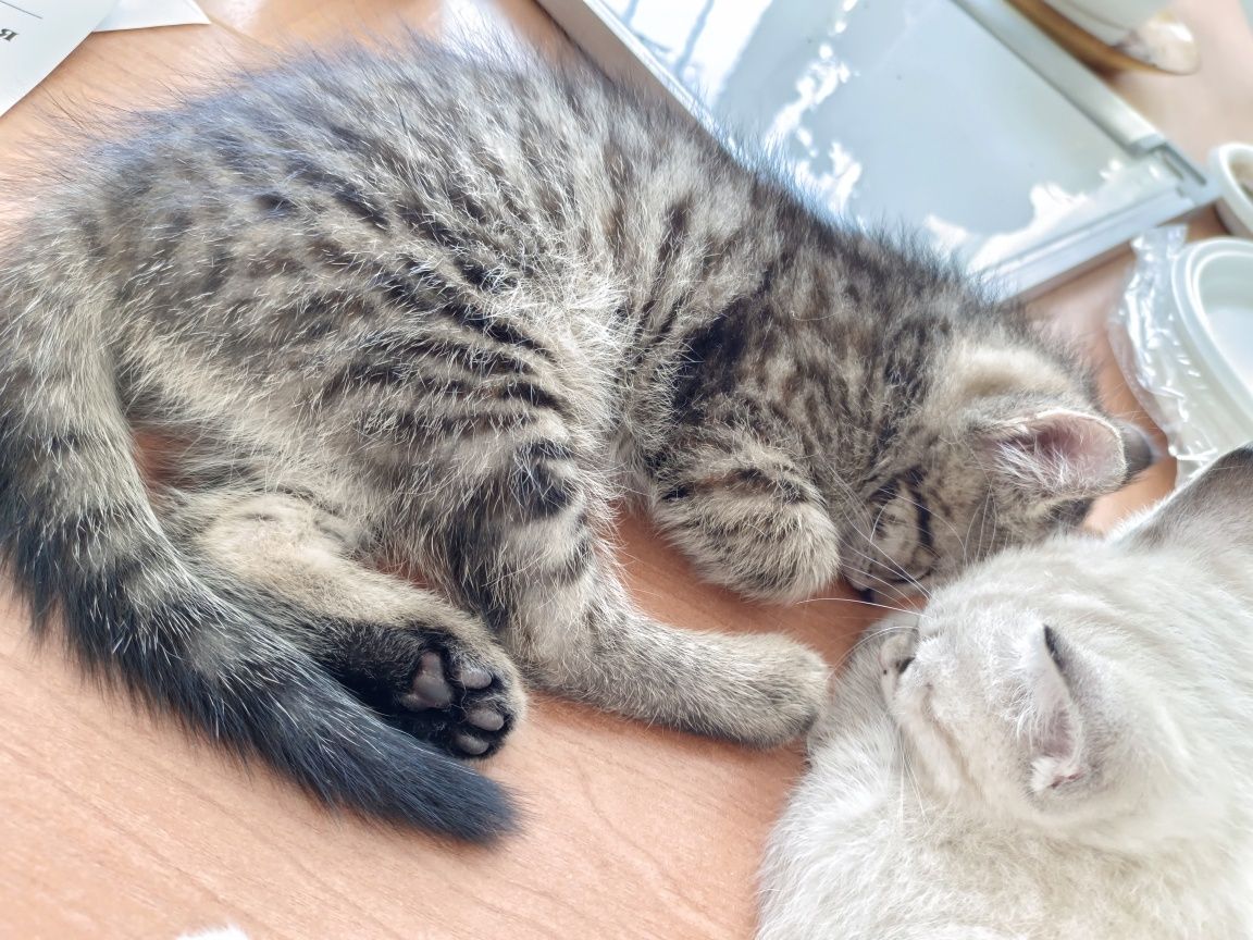 Отдам в добрые ответственные руки котёнка