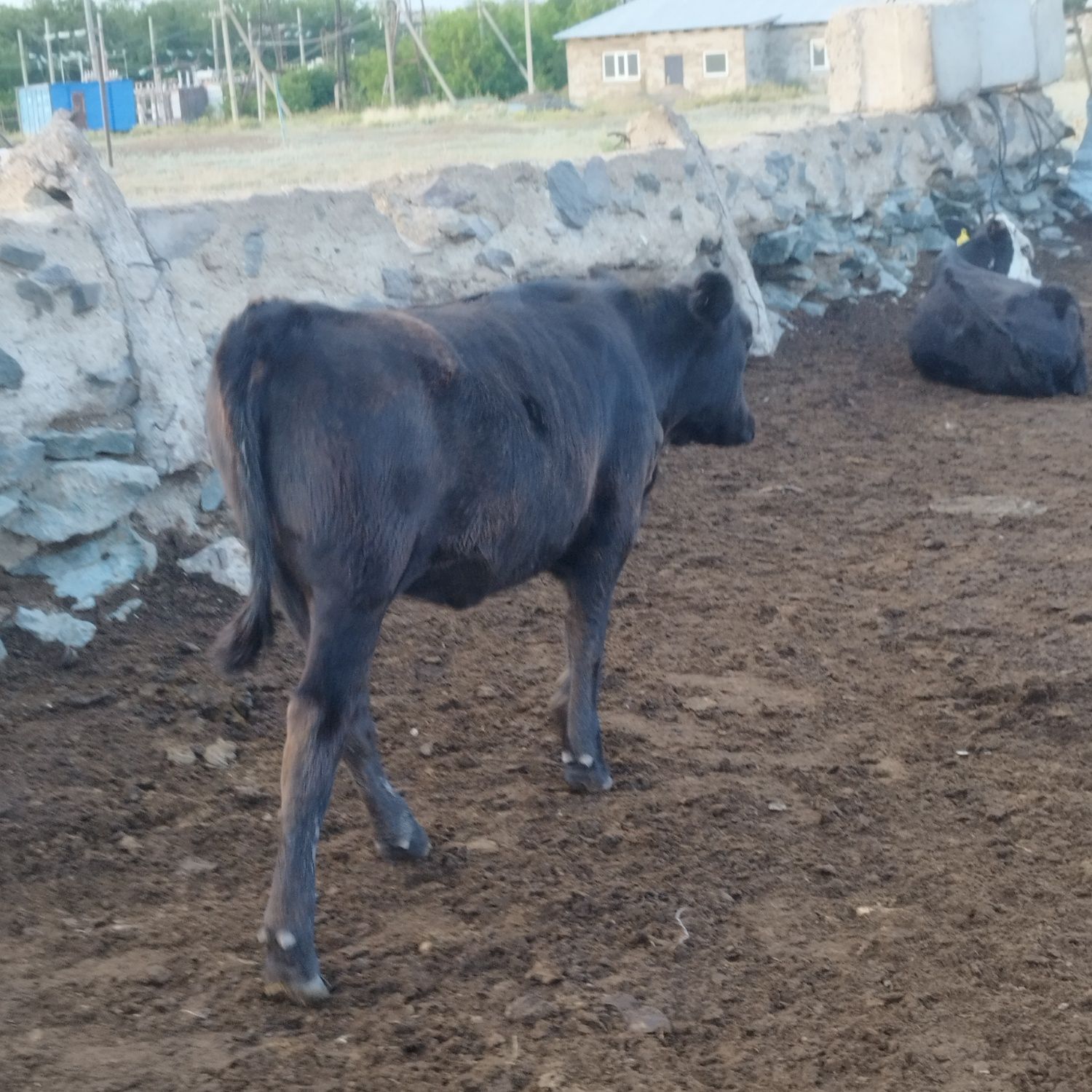Продам подсосных телят