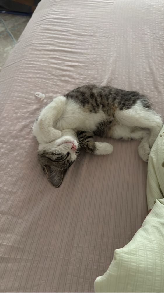 Отдам котика добрые руки