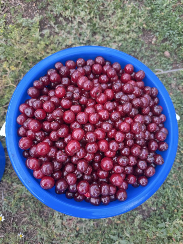 Продаю Вишню свежую, спелую, крупную