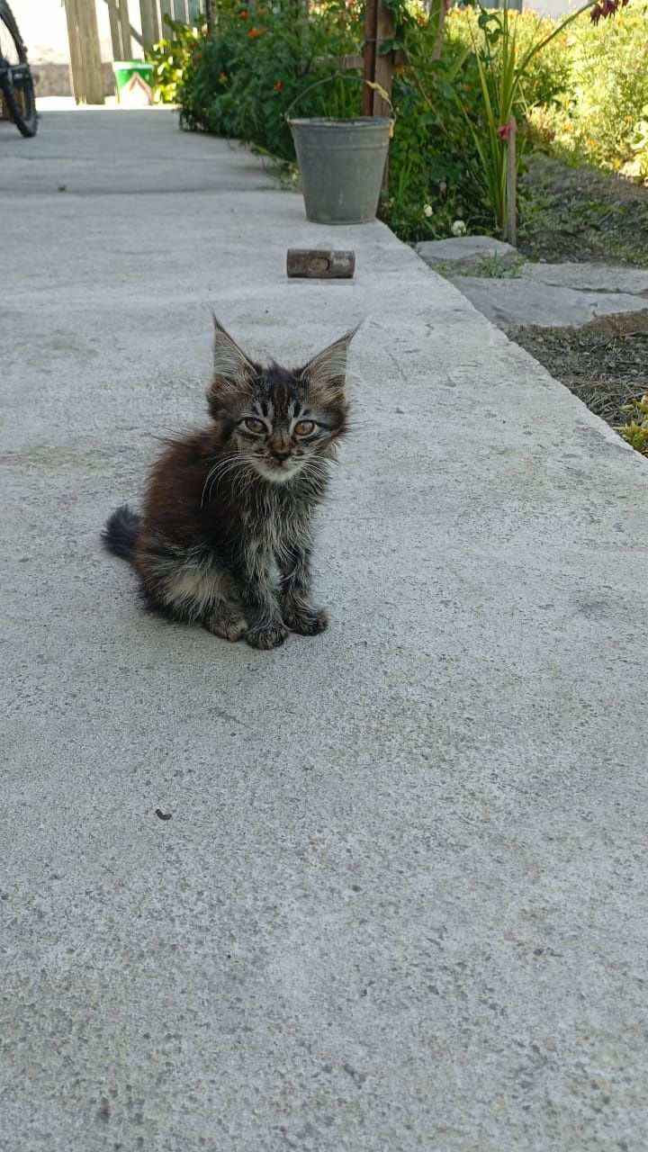 Отдам котят в добрые руки