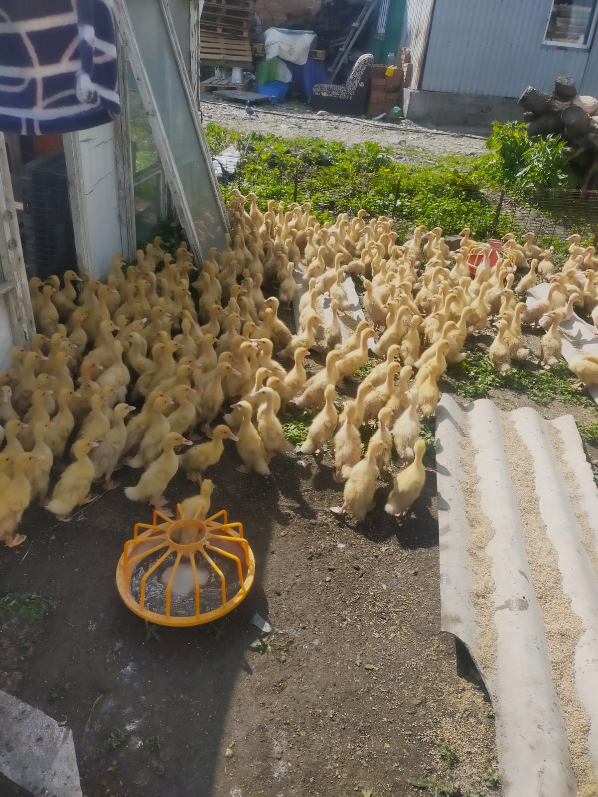 Бройлеры утята.Пооросята куры несушки Доставка