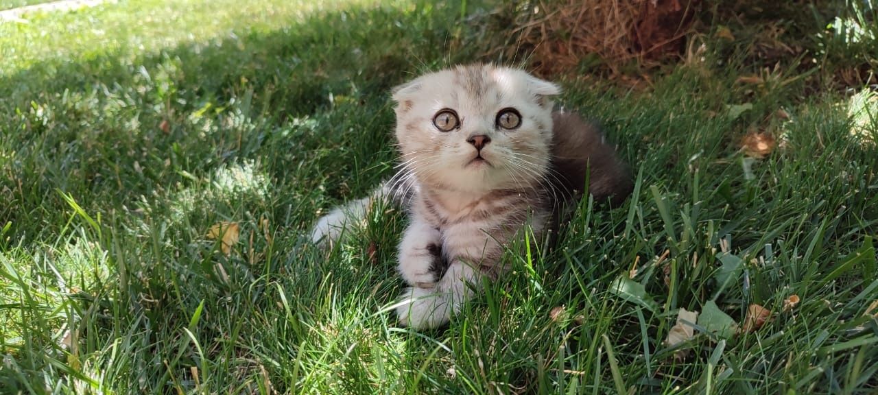 Скоттиш фолд мальчики