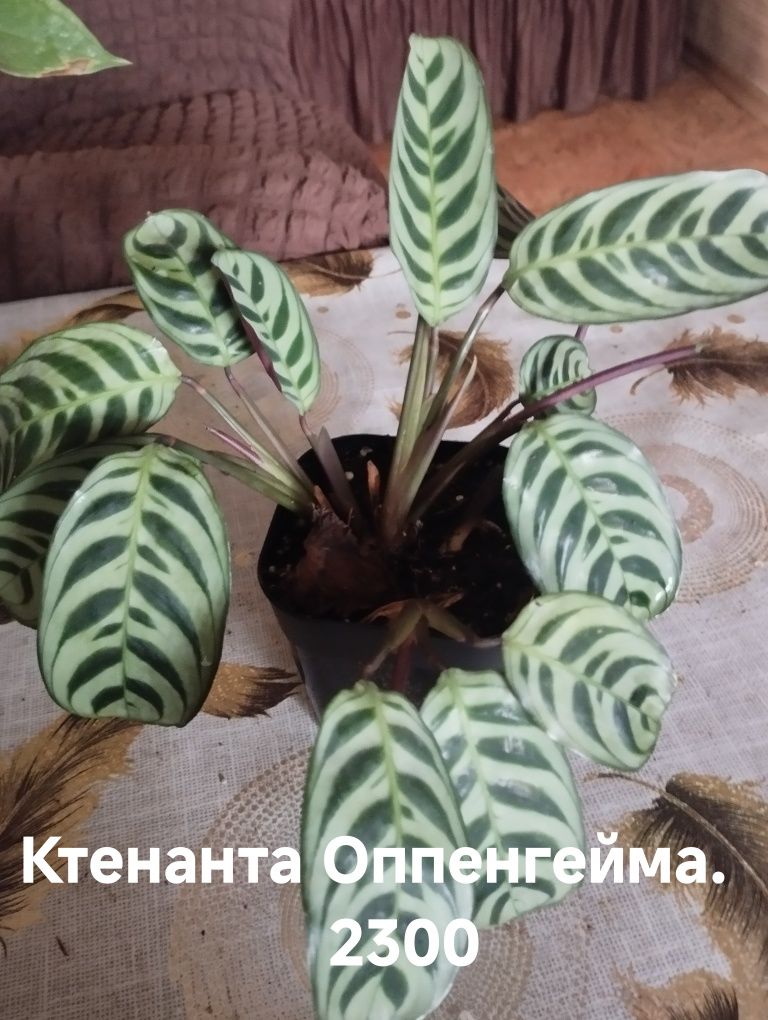 Продам комнатные растения