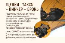 Продам щенков, им 1 день !