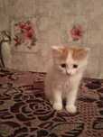 Котенок мальчик в добрые руки
