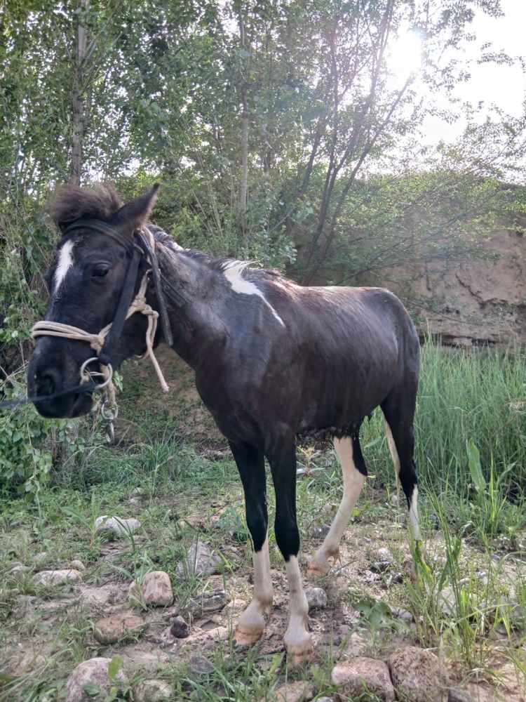 Продаеться пони