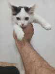 Котёнок девочка срочно ищет дом