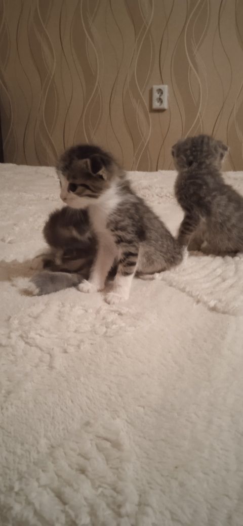Отдадим Котят,веслоухих