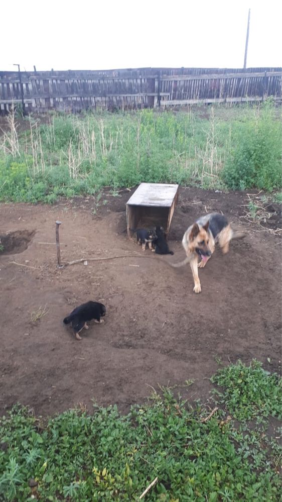 Продам немецкую овчарку