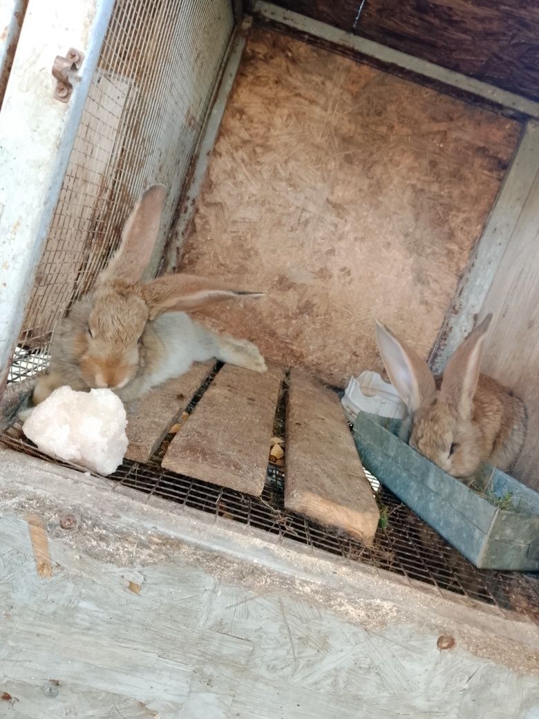 Продам пару кроликов