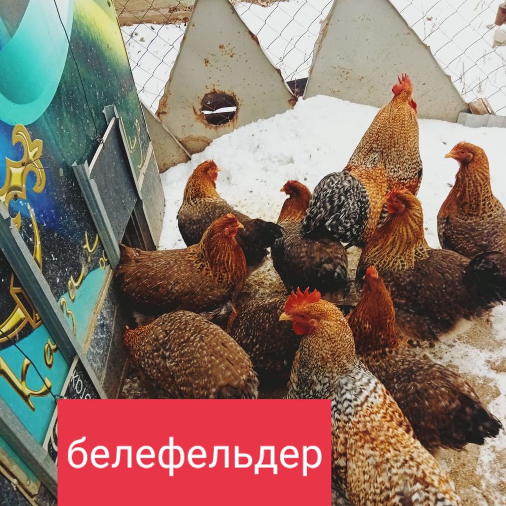 Инкубационные яйца