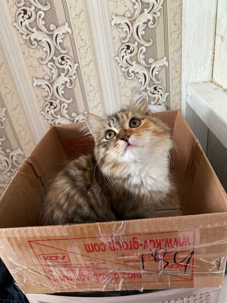 Отдам кошечку в добрые руки