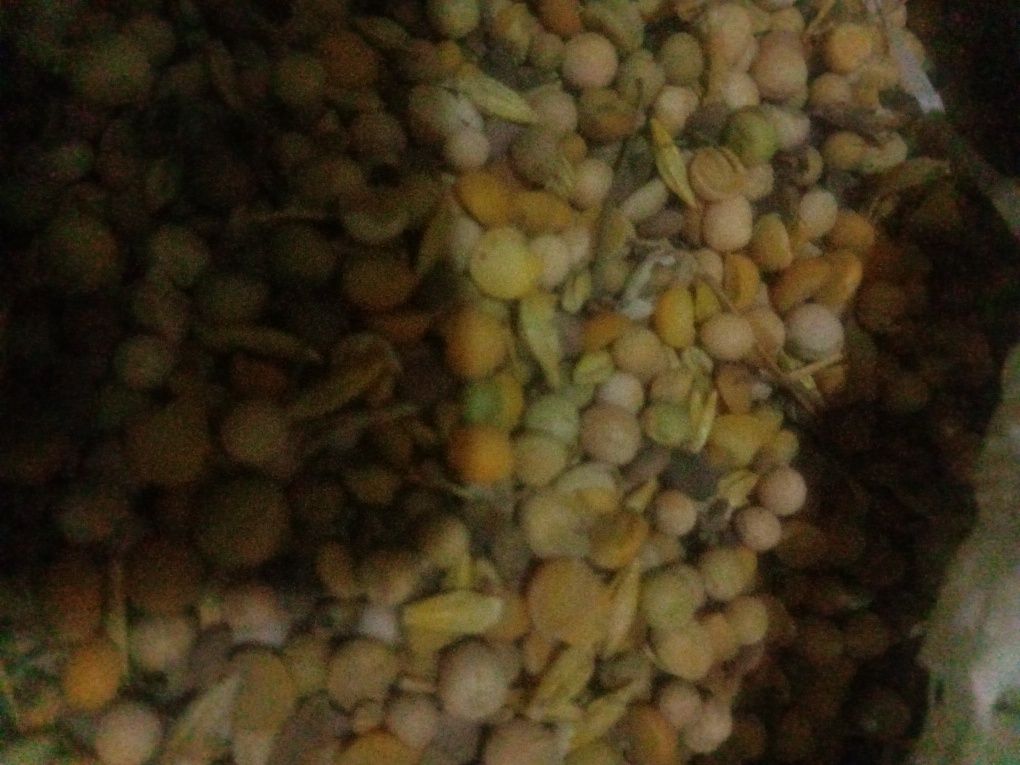 Продам корма , зерно, пшеницу, горох кормовой