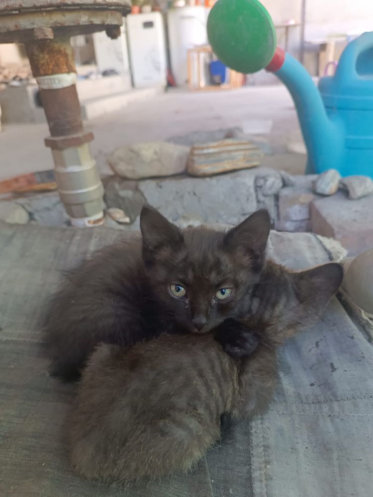 Отдам котят бесплатно