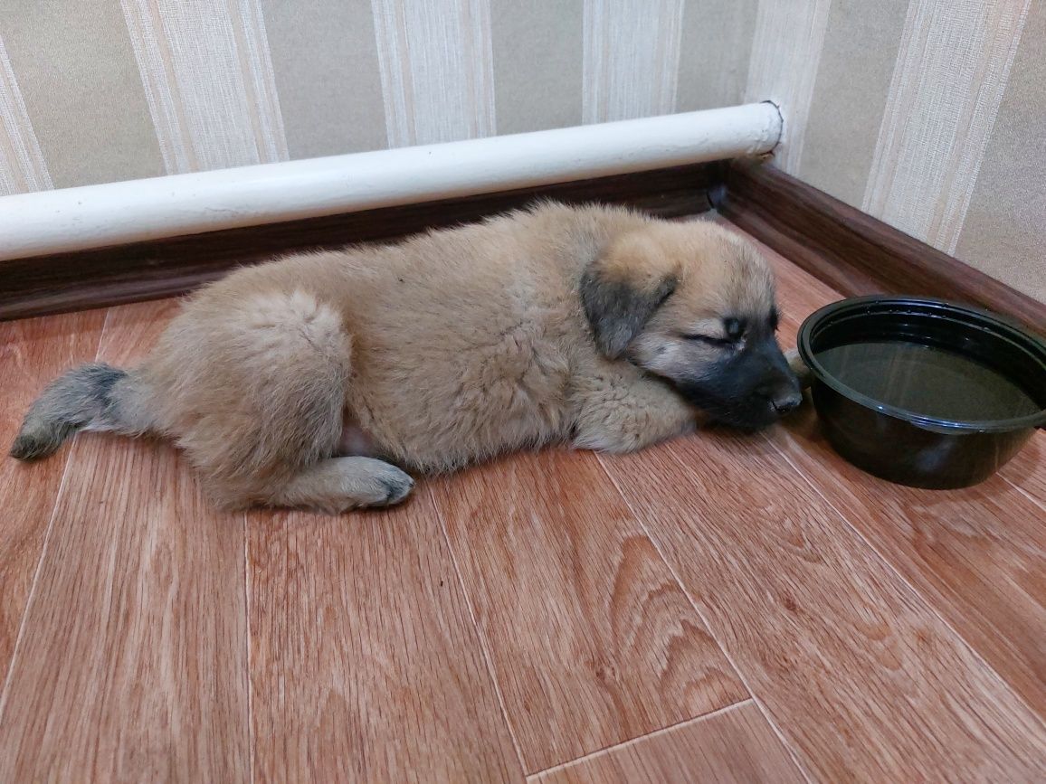 Щенок в добрый руки