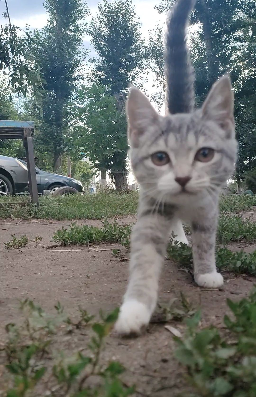 Котенок, 4 месяца, стерилизуем