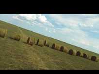 Житняк Продам/ Обмен на ЛОШАДЕЙ / КРС