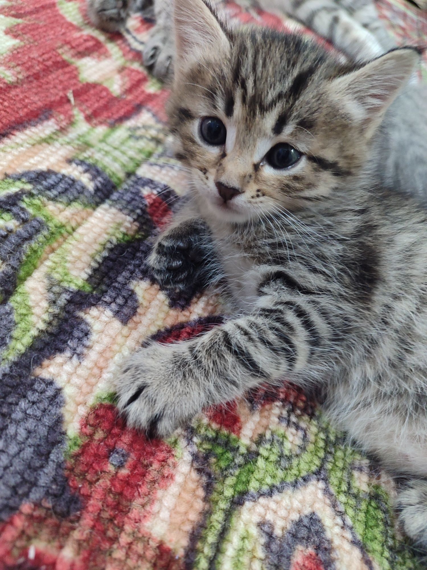 Отдам котят в добрые руки