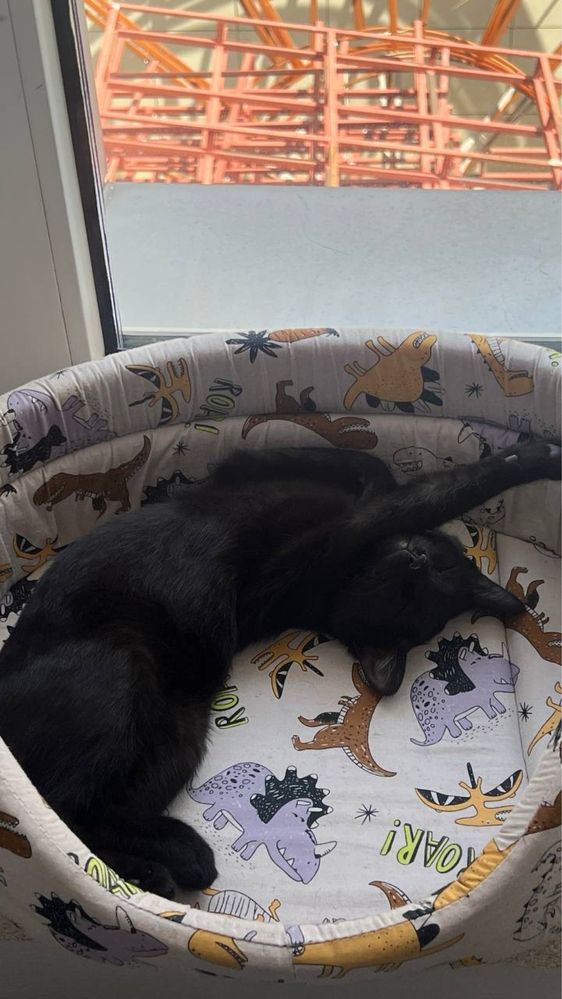 котенок в хорошие руки