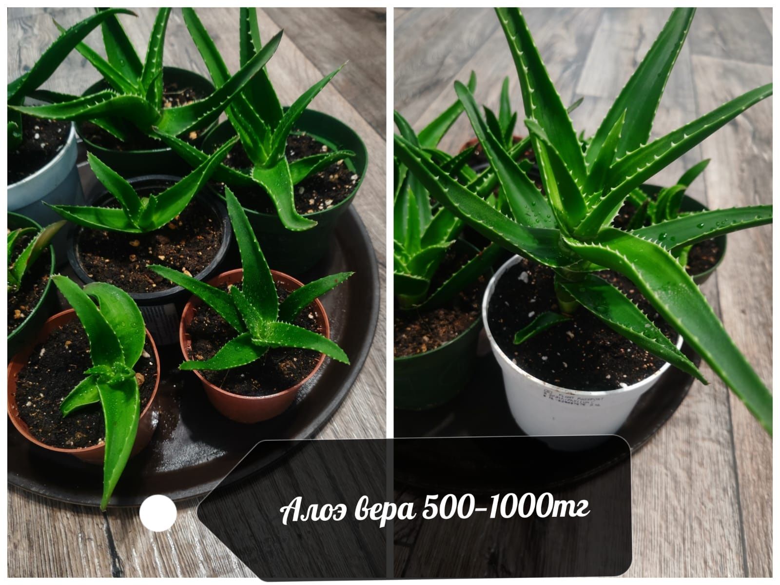 Калате Шефлера фикус герань алое