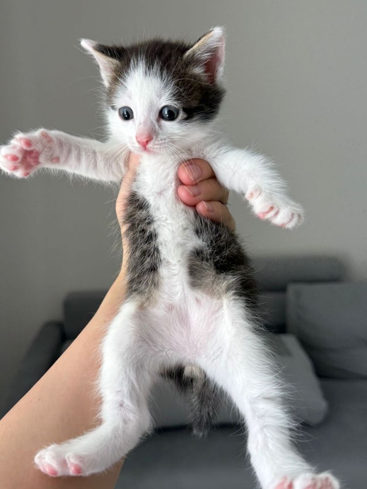 Котенок, котята ищут семью