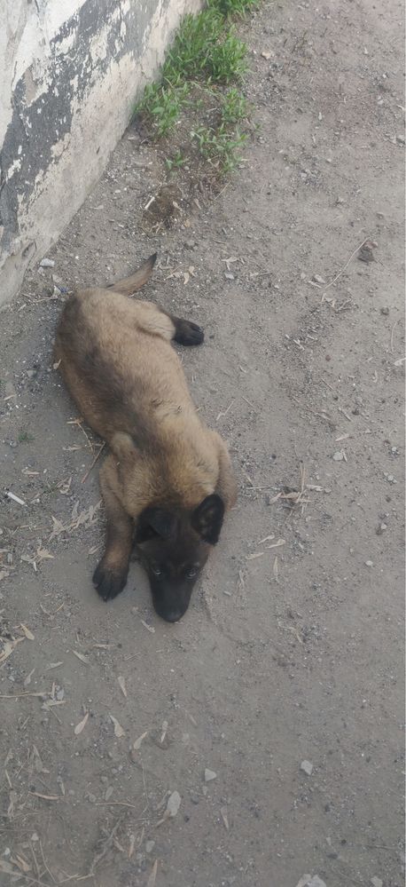 Срочно Продам щенки бельгийской овчарки!