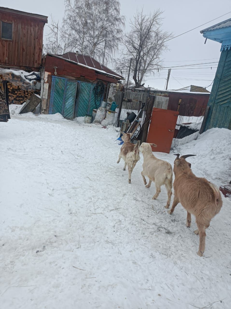 Молодые козочки и козлики 8-9 месяцев.