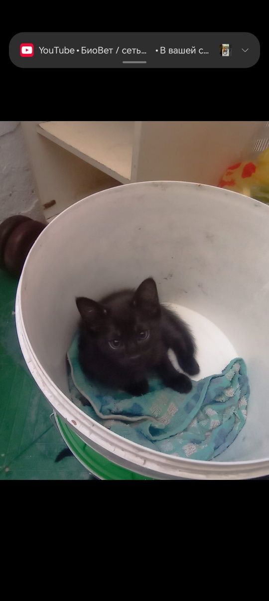 Котята домашние в любящую добрую семью