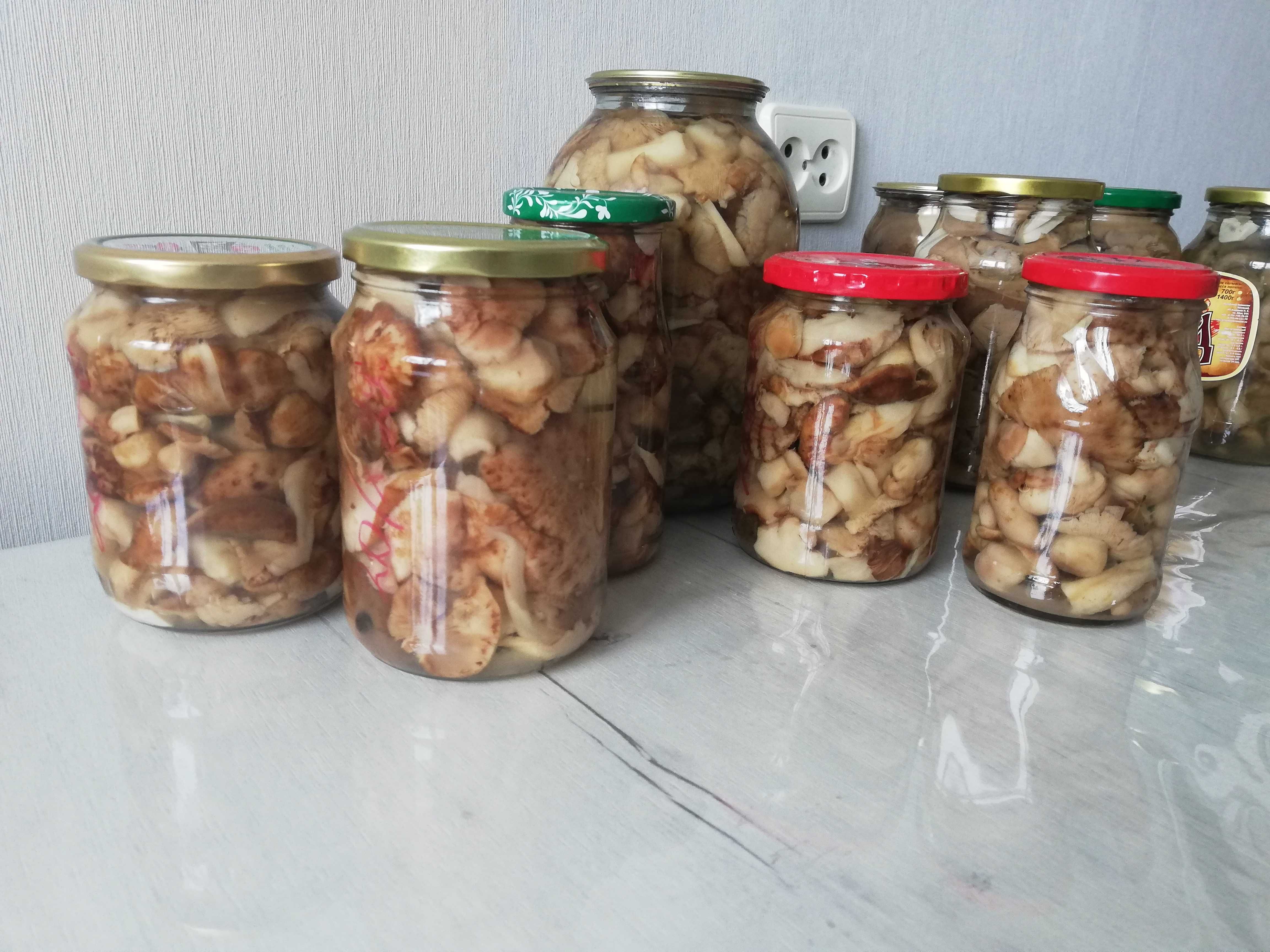 Грибы подтопольники, вешенки, грузди