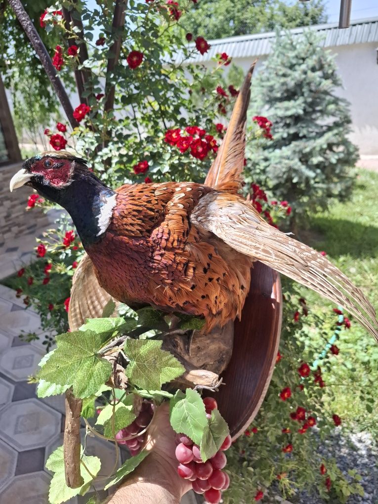 Продам чучело фазанов