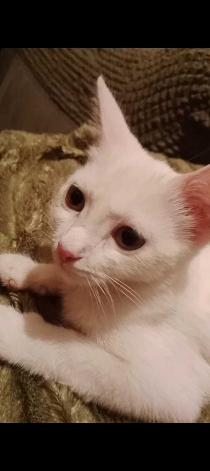 Котята ищут добрые руки