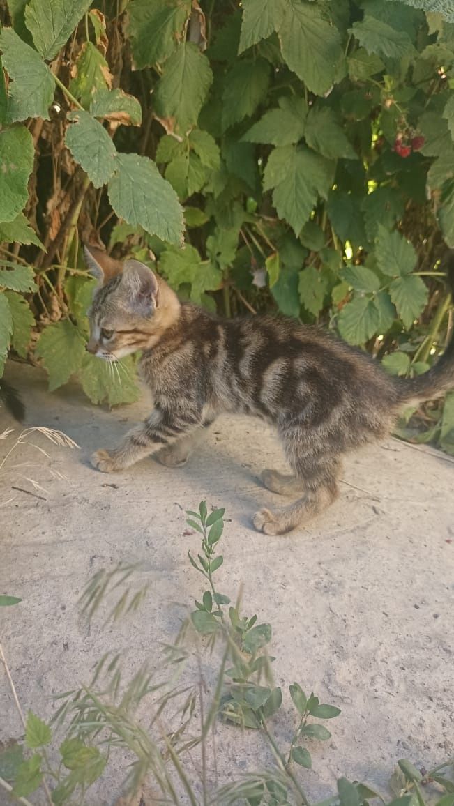 Хорошие котята в добрые руки.