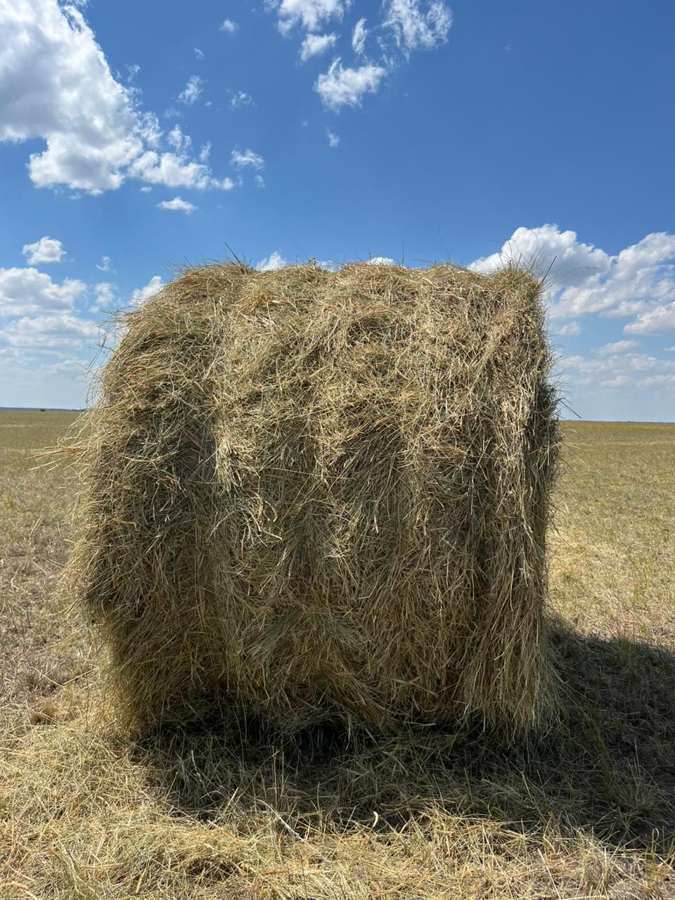 Продам сено в рулонах