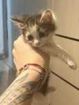 отдам котенка в добрые руки