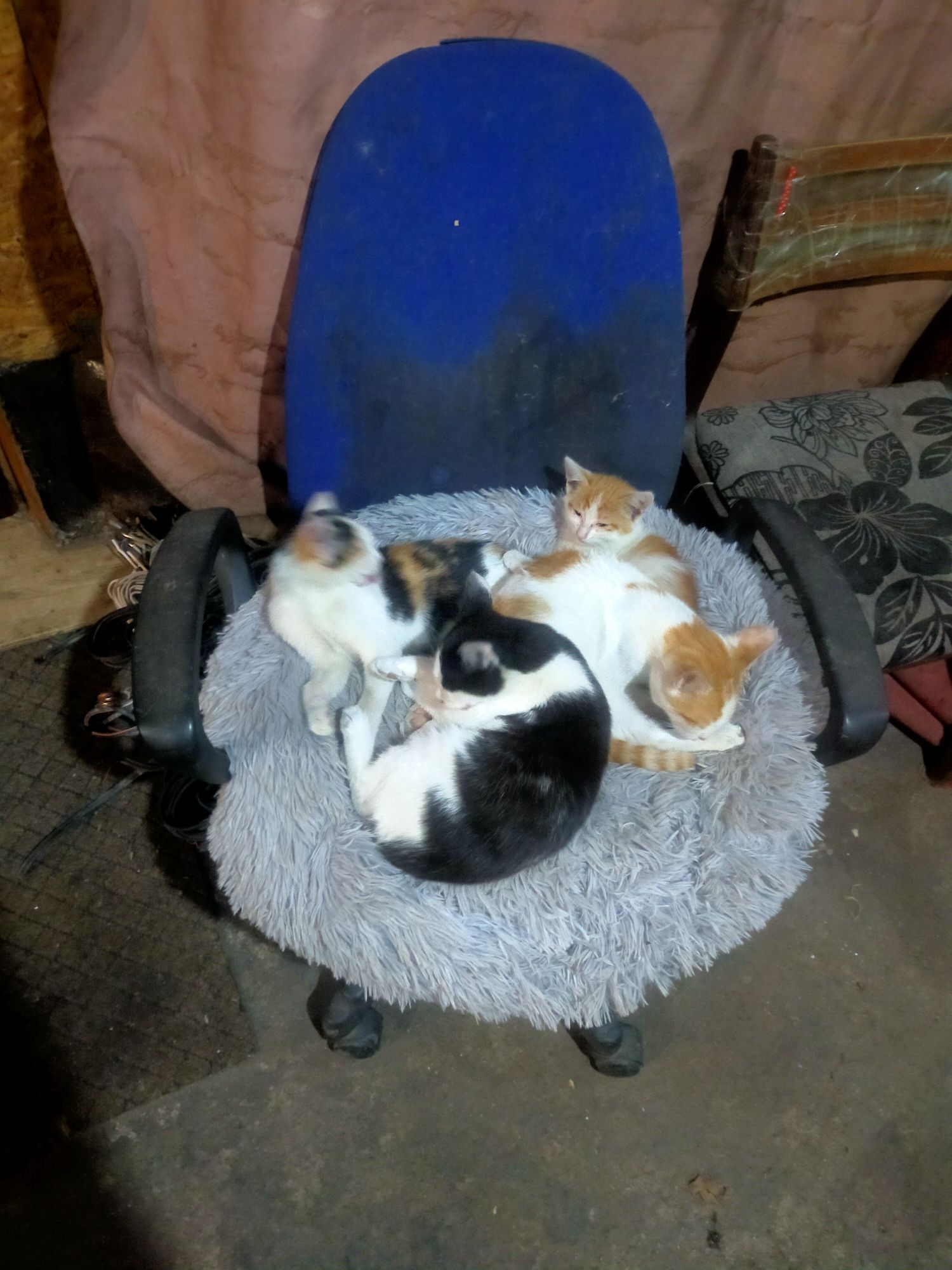 Отдам котят разных